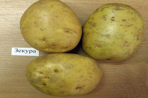 Опис сорту картоплі Зекура, його характеристика та врожайність